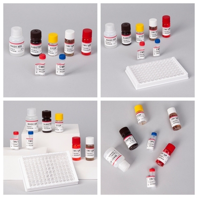 Biovantion CMV 18 شهراً مدة الصلاحية IVD ELISA مجموعة اختبار البلازما المصل