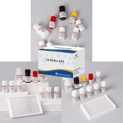 اختبار هرمون الغدة الدرقية T4 Triiodothyronine ELISA