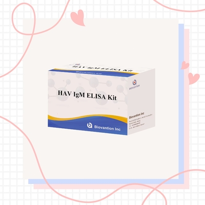 HAV IgM Elisa Test Hepatitis A Diagnositc Kit In Vitro Enzyme Immunoassay اختبار الالتهاب الكبدي