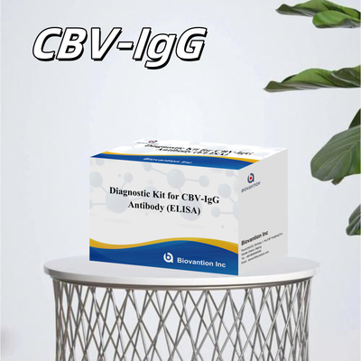 الكميات الكبيرة للكشف عن الأجسام المضادة لـ CBV-IgG