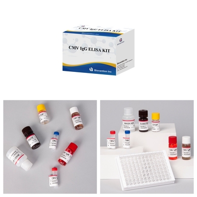 مجموعة المفاعلات CMV ELISA ذات الحساسية العالية لـ Biovantion للكشف عن الأجسام المضادة لفيروسات السيتوميغالو