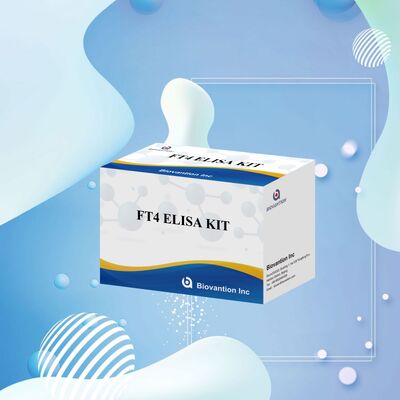 مجموعة اختبار FT4 Elisa الدقيقة مع 98٪ من التخصص و 95٪ من الحساسية لاضطرابات الغدة الدرقية (96 اختبارًا)