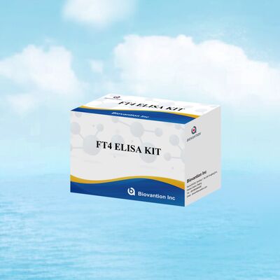مجموعة اختبار FT4 Elisa الدقيقة مع 98٪ من التخصص و 95٪ من الحساسية لاضطرابات الغدة الدرقية (96 اختبارًا)